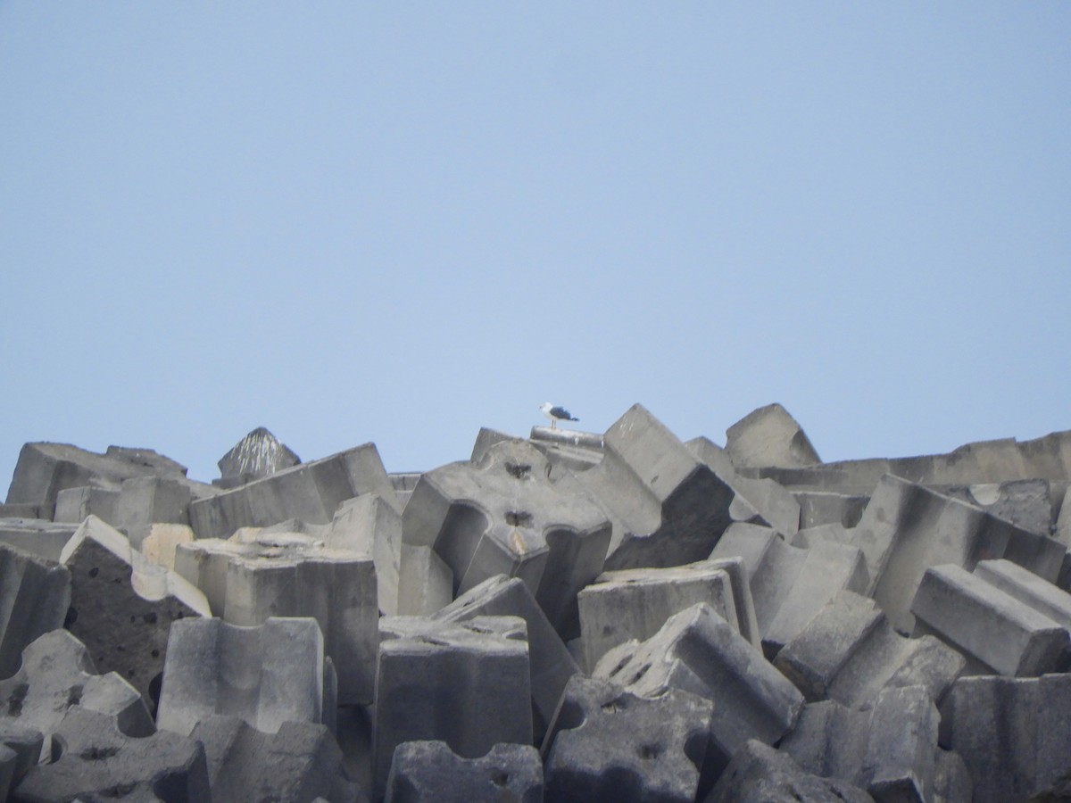 Lesser Black-backed Gull - Jorge Juan Rueda