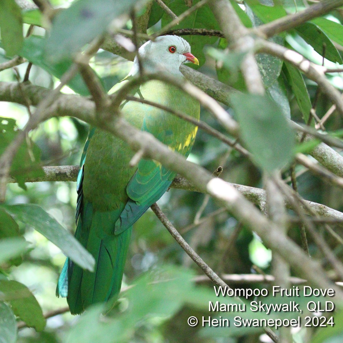 Wompoo Fruit-Dove - ML615646064