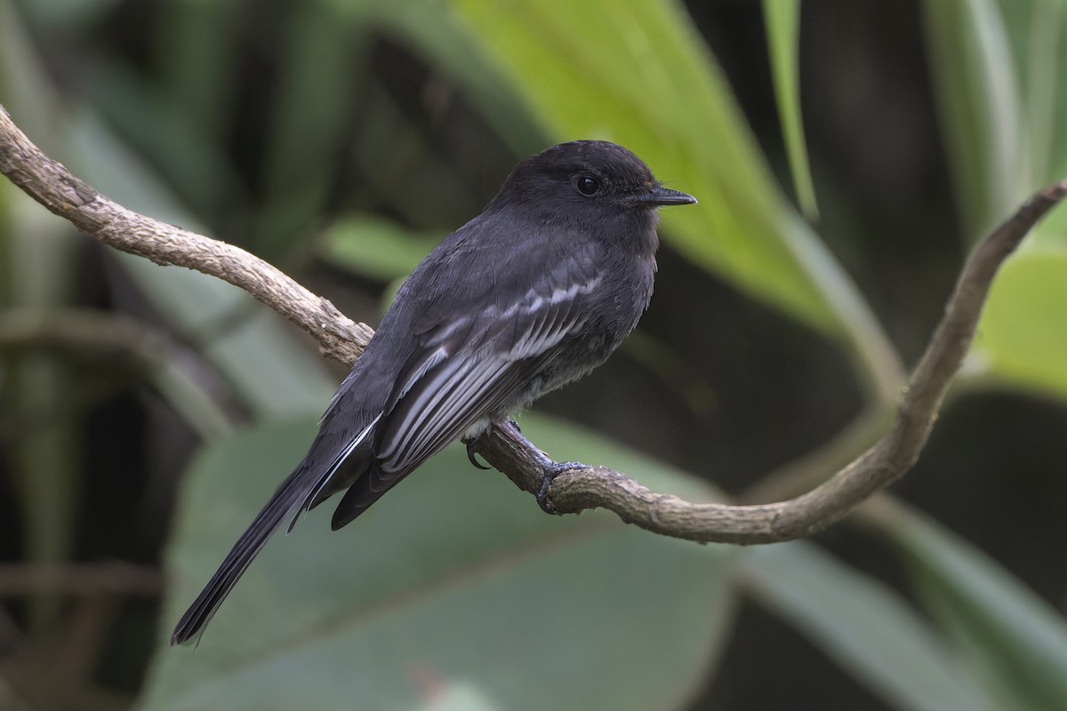 Black Phoebe (White-winged) - ML615646067