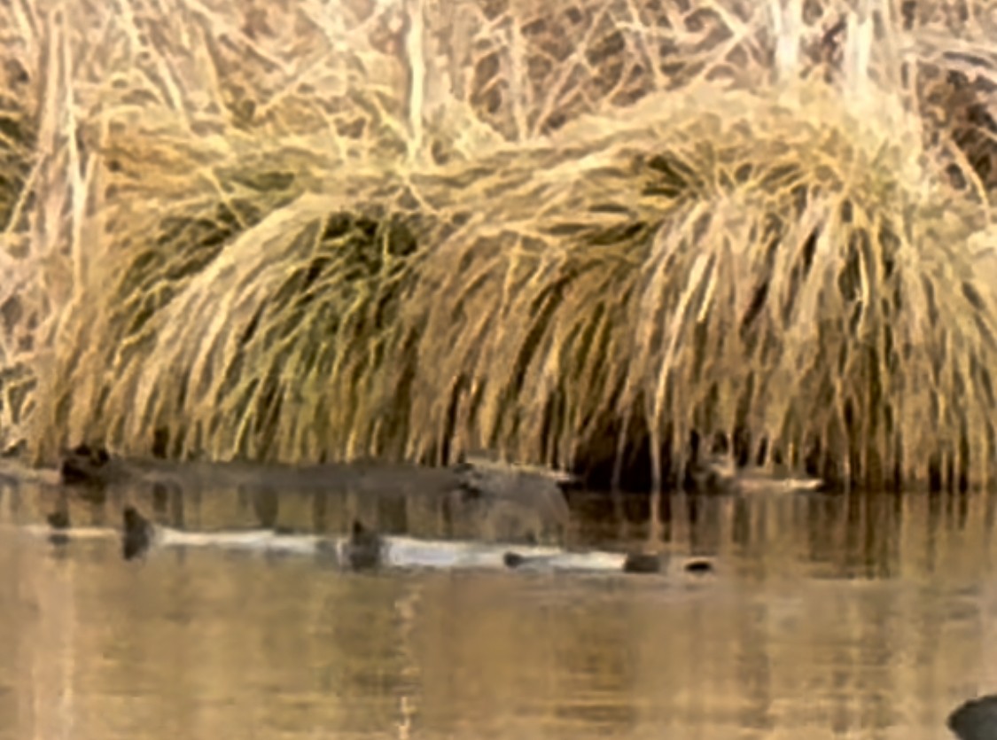 Gadwall - ML615646076