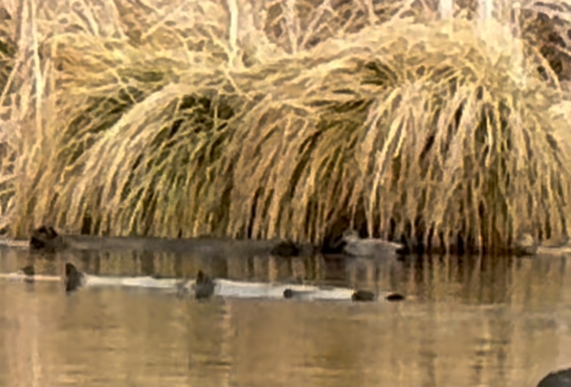 Gadwall - ML615646077