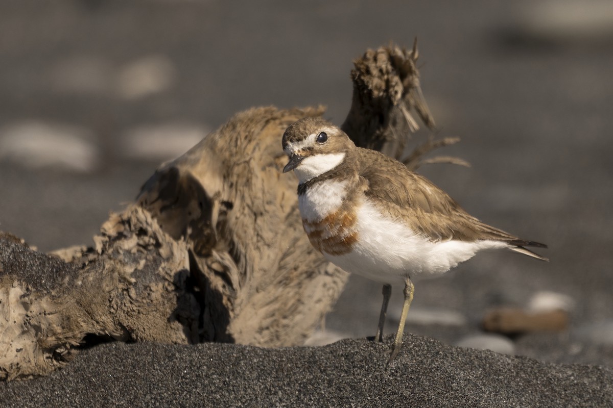 Double-banded Plover - ML615646086