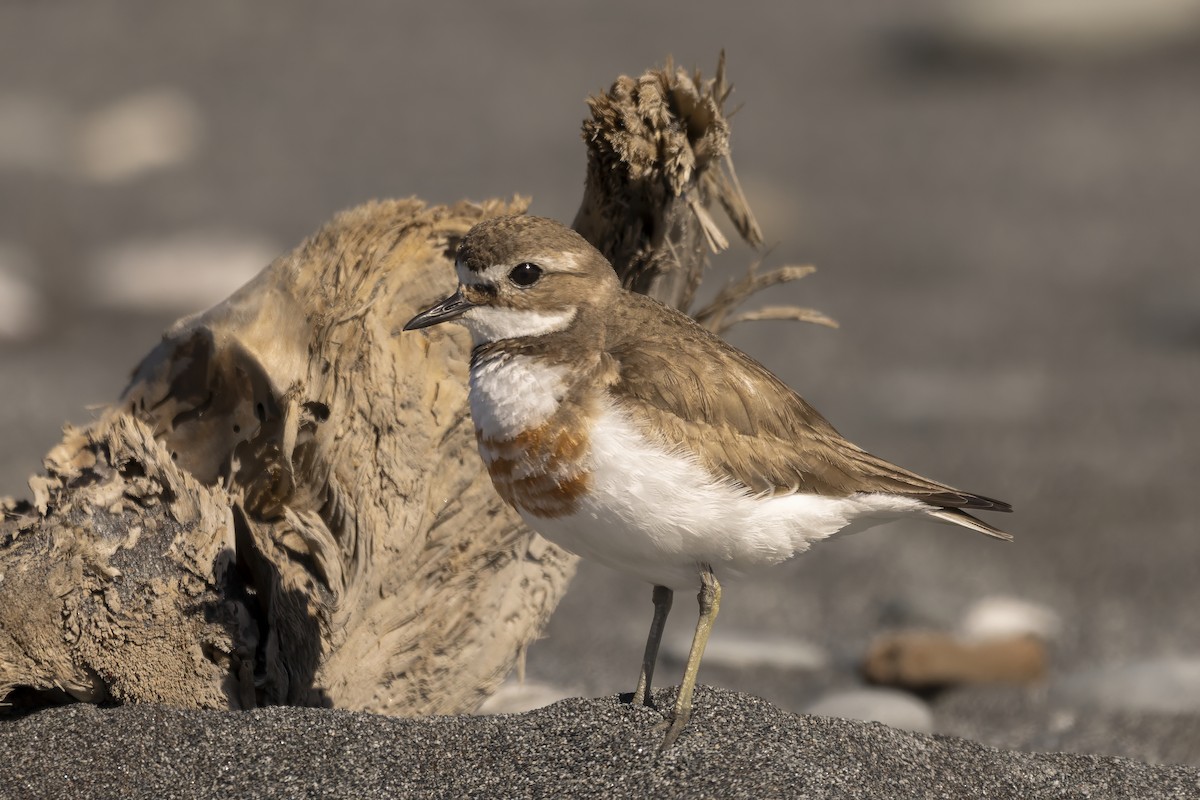 Double-banded Plover - ML615646088