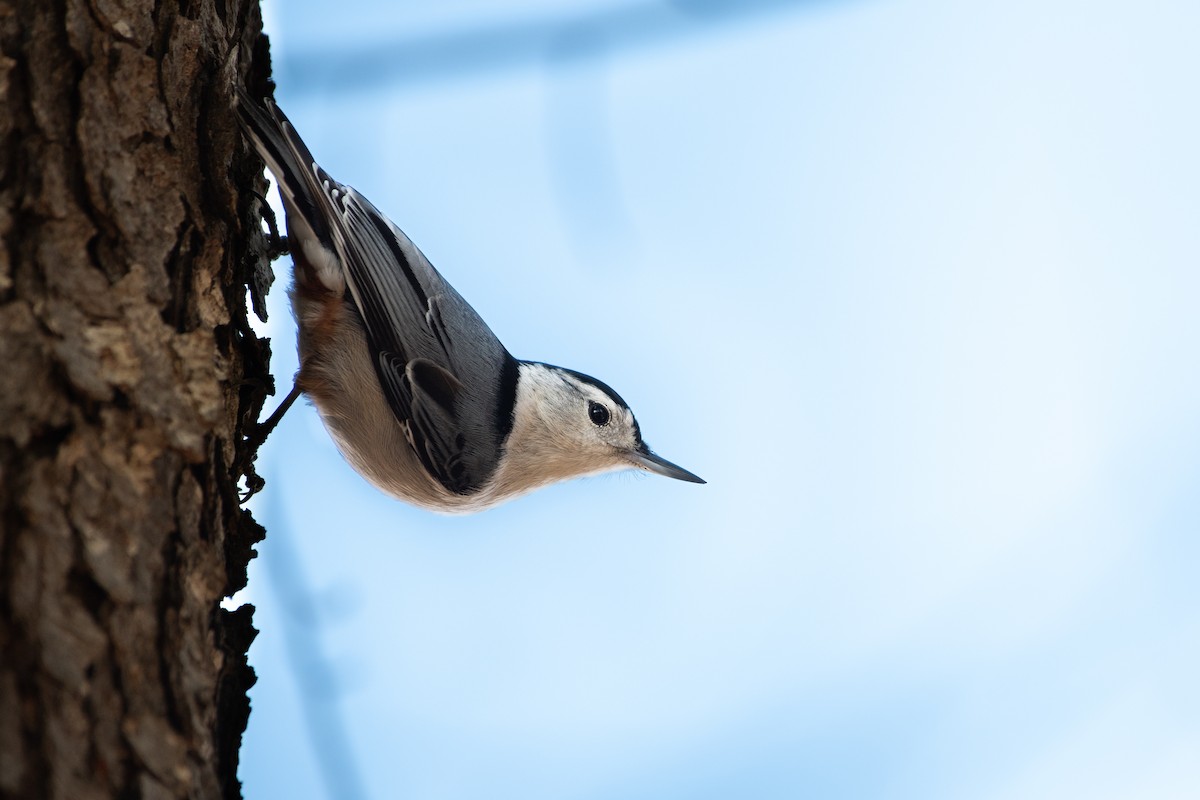 White-breasted Nuthatch (Eastern) - ML615646093