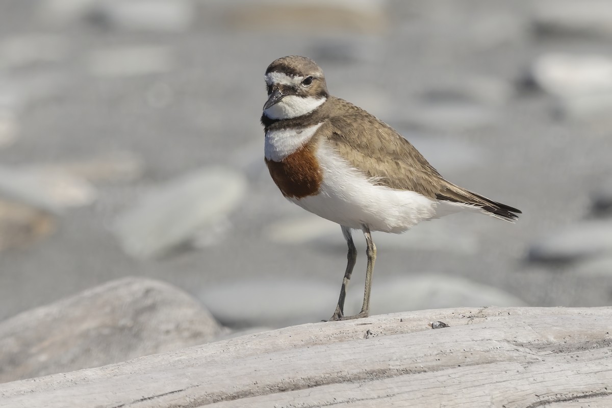 Double-banded Plover - Shifaan Thowfeequ