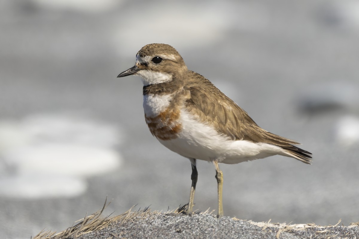 Double-banded Plover - ML615646099