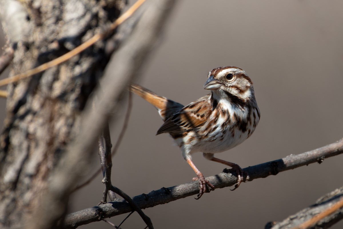 Song Sparrow (melodia/atlantica) - ML615646105