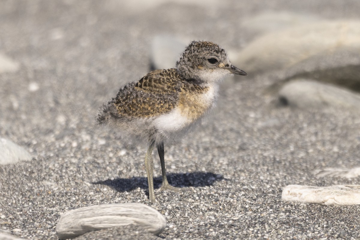 Double-banded Plover - Shifaan Thowfeequ