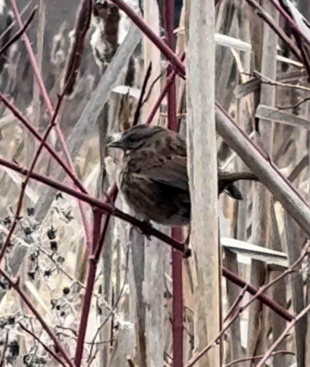 Song Sparrow - ML615646190