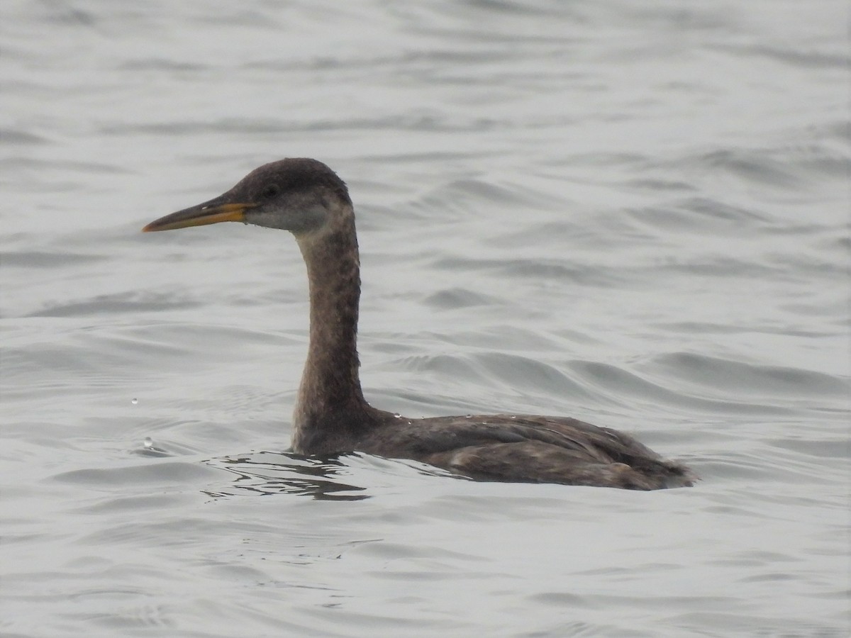 Red-necked Grebe - ML615646202