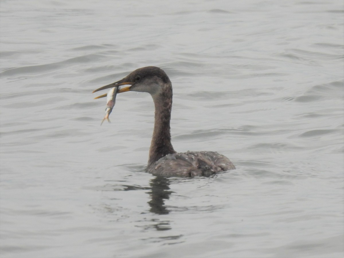 Red-necked Grebe - ML615646203