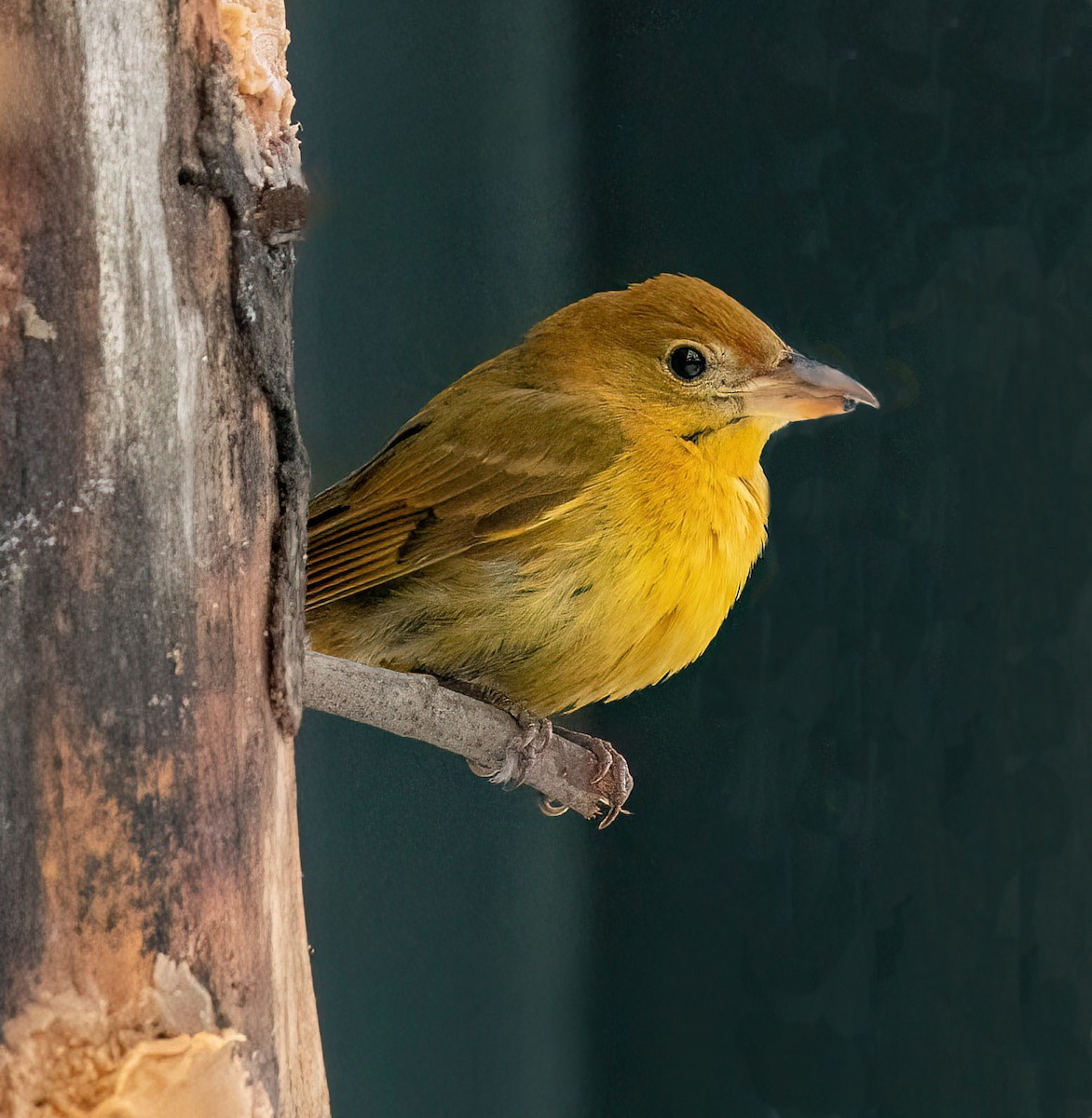 Summer Tanager - Anne-Marie Dufour