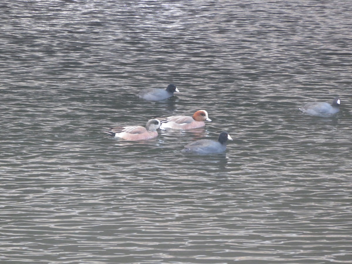 Eurasian Wigeon - ML615646514