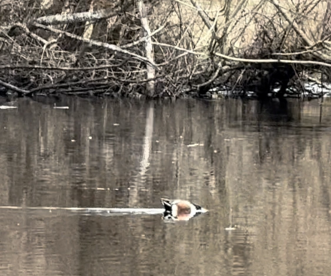 Northern Shoveler - ML615646527