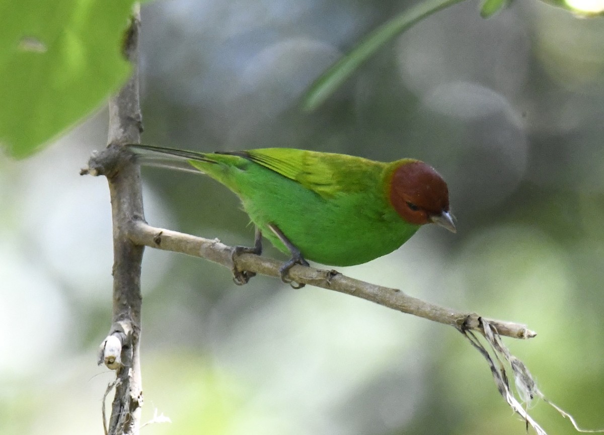 Bay-headed Tanager (Bay-and-green) - Zachary Peterson