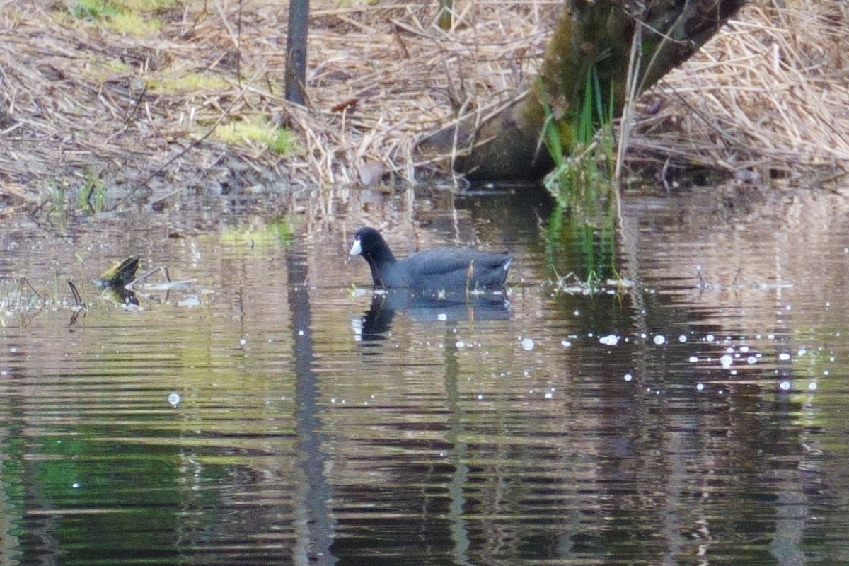 American Coot - Brian Martin