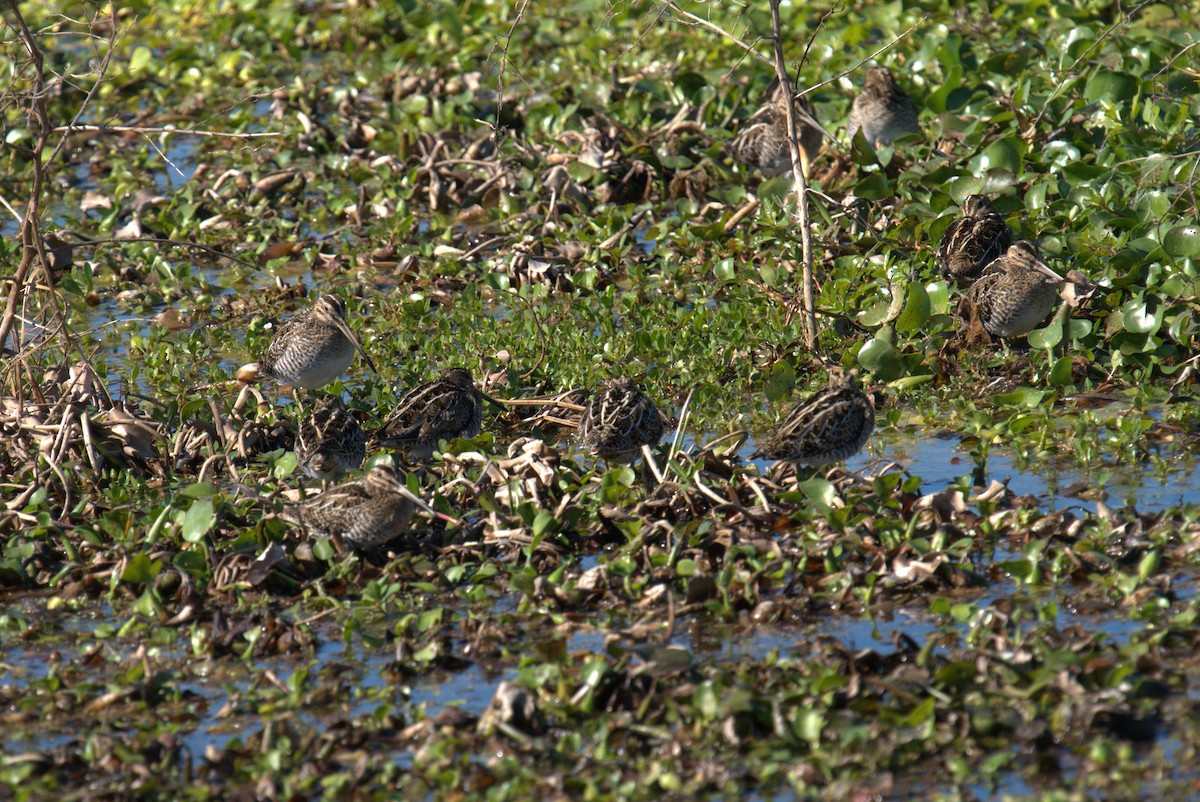 Wilson's Snipe - ML615646660