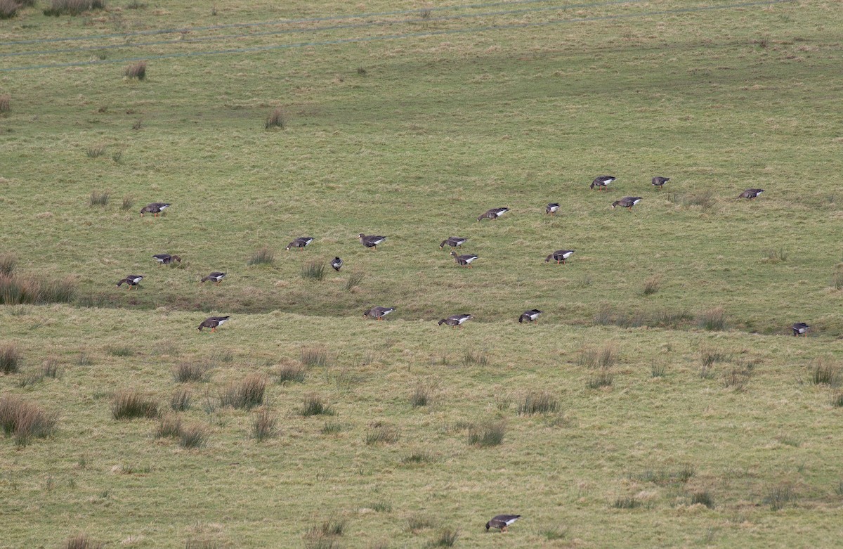 Greater White-fronted Goose (Greenland) - ML615646662