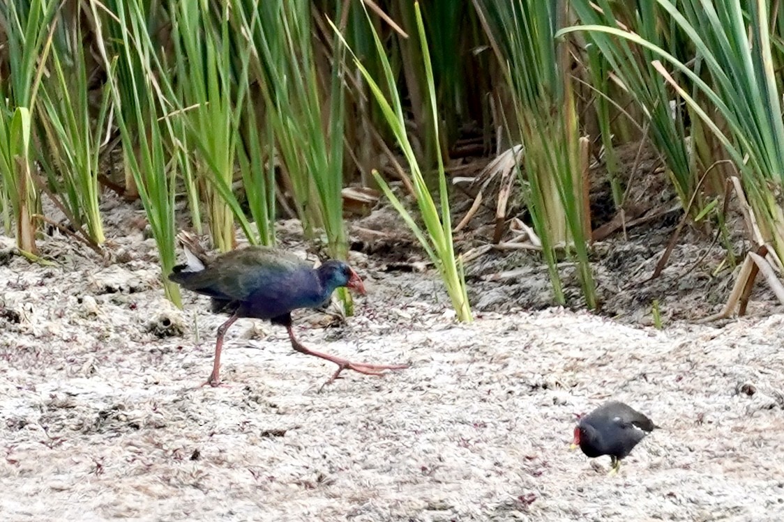 African Swamphen - ML615646685