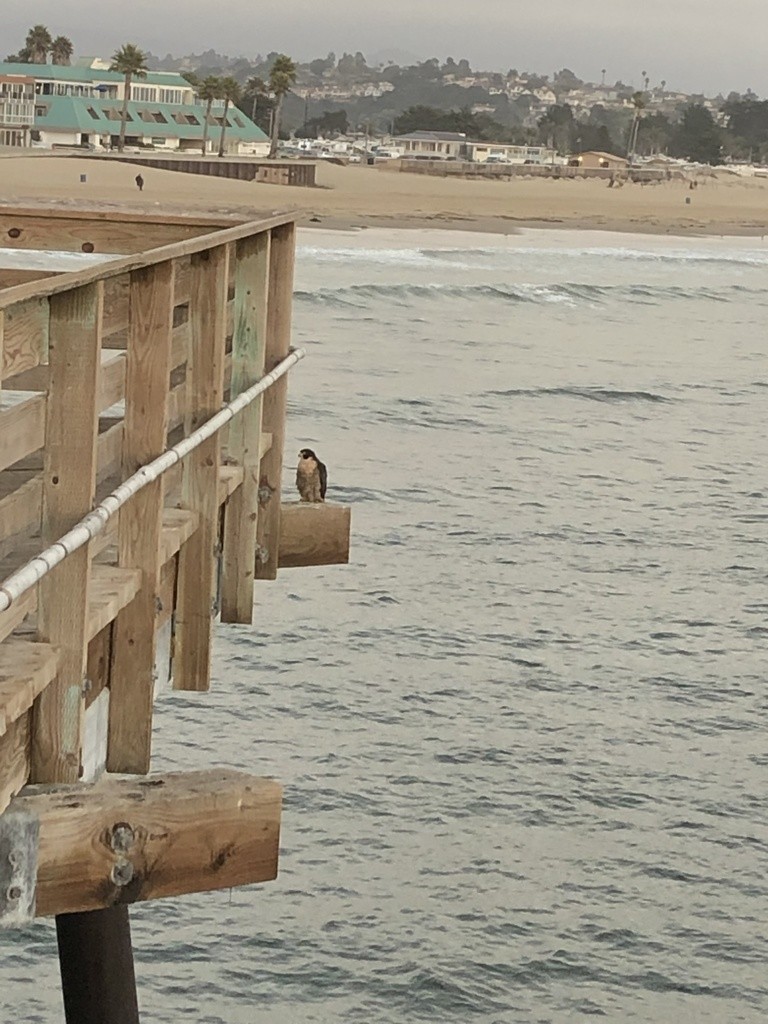 Peregrine Falcon - ML615646702