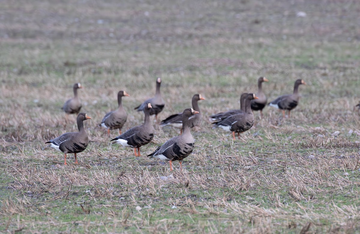 Белолобый гусь (flavirostris) - ML615646703