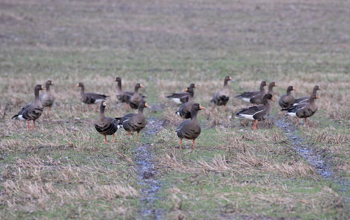 tundragås (flavirostris) - ML615646704