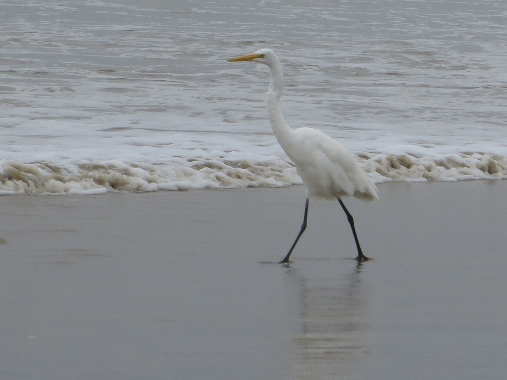 Great Egret - ML615646711