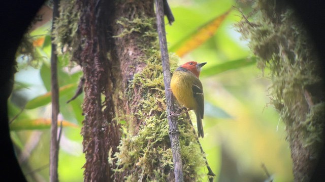 Johnson's Tody-Flycatcher - ML615646735