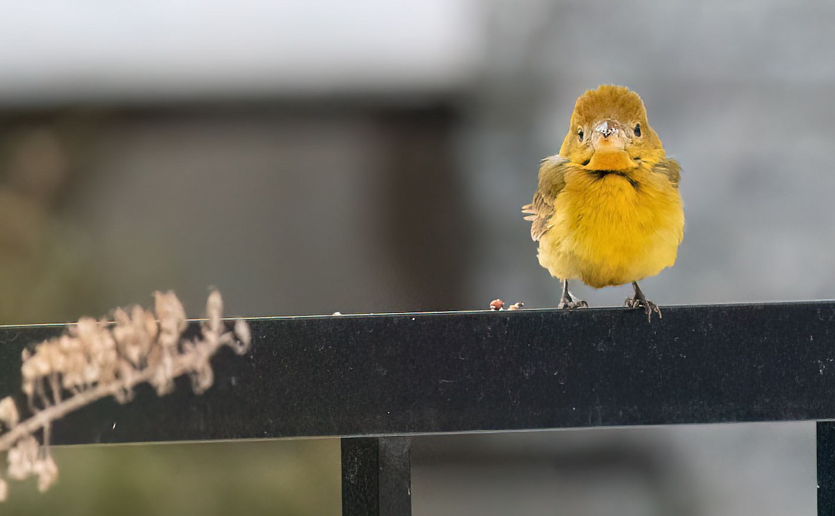 Summer Tanager - ML615646737