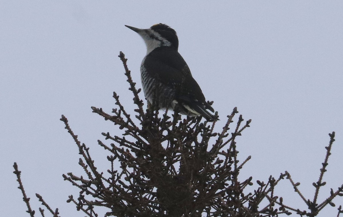 Black-backed Woodpecker - ML615646743