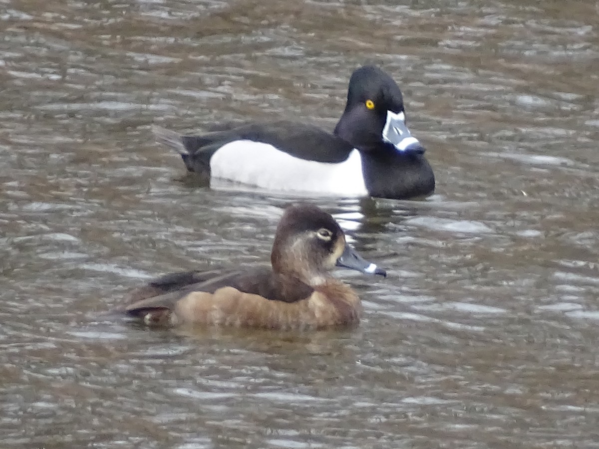 Ring-necked Duck - Anonymous