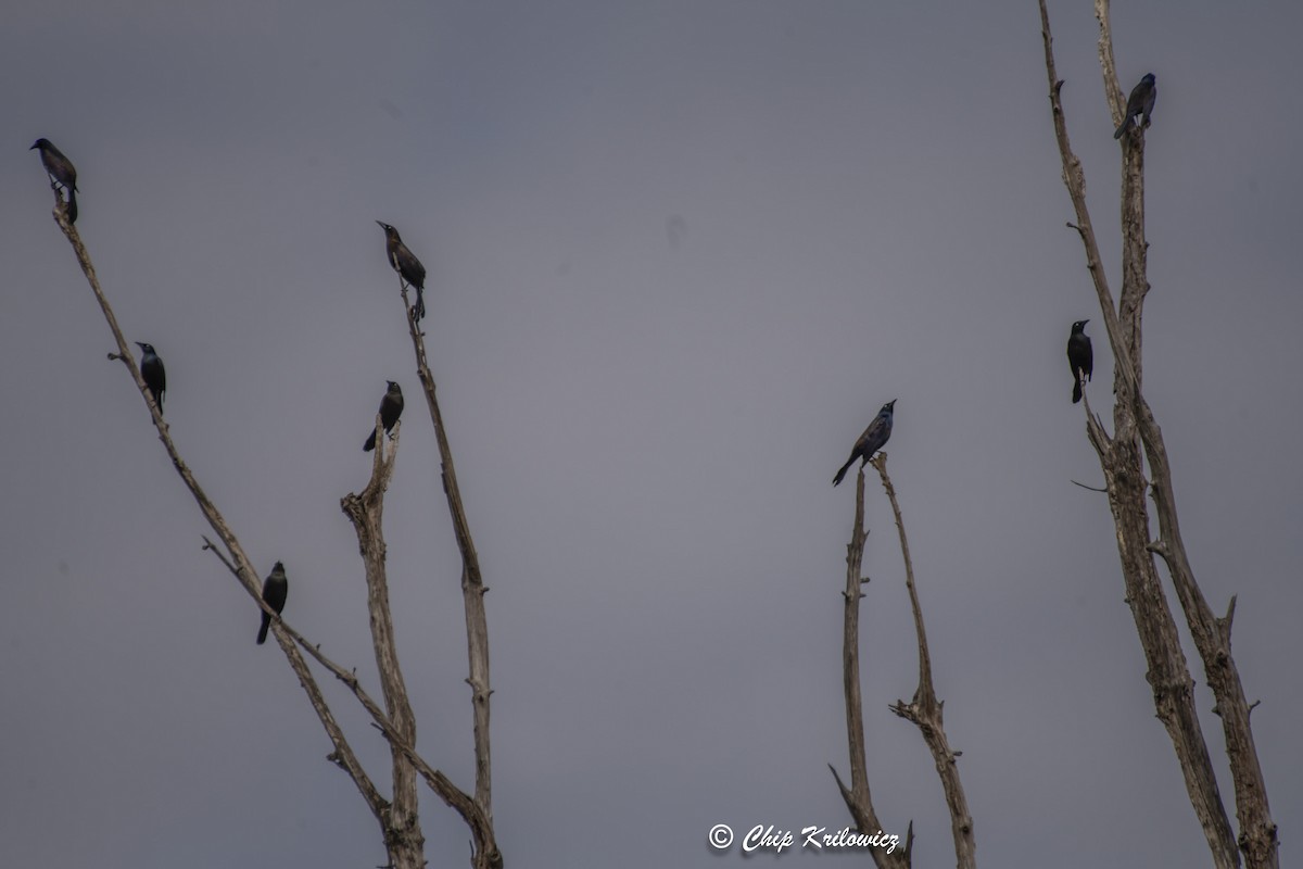 Common Grackle - ML615646789