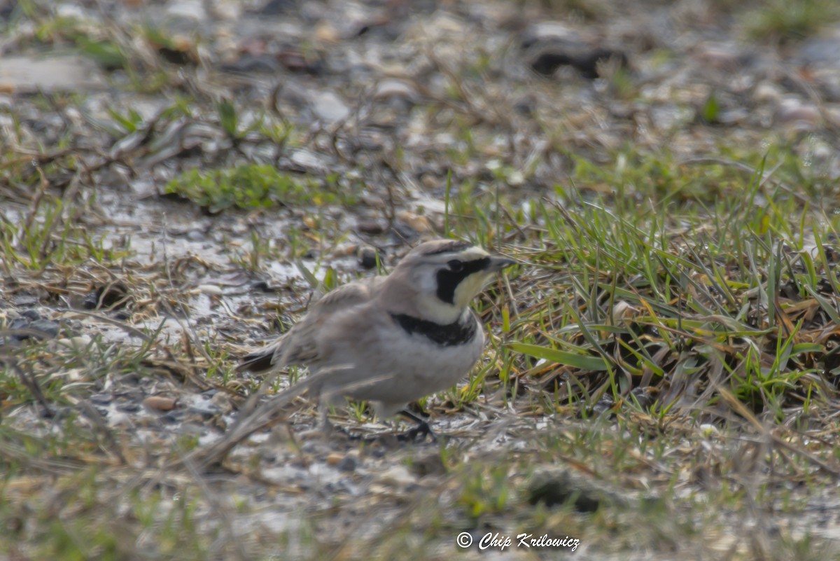 Horned Lark - ML615646794