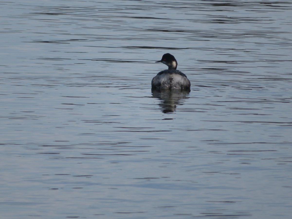 Eared Grebe - ML615646797