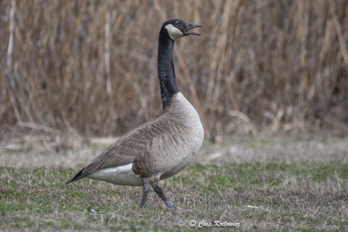 Barnacla Canadiense Grande - ML615646806