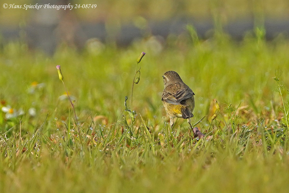 Palm Warbler - ML615646809