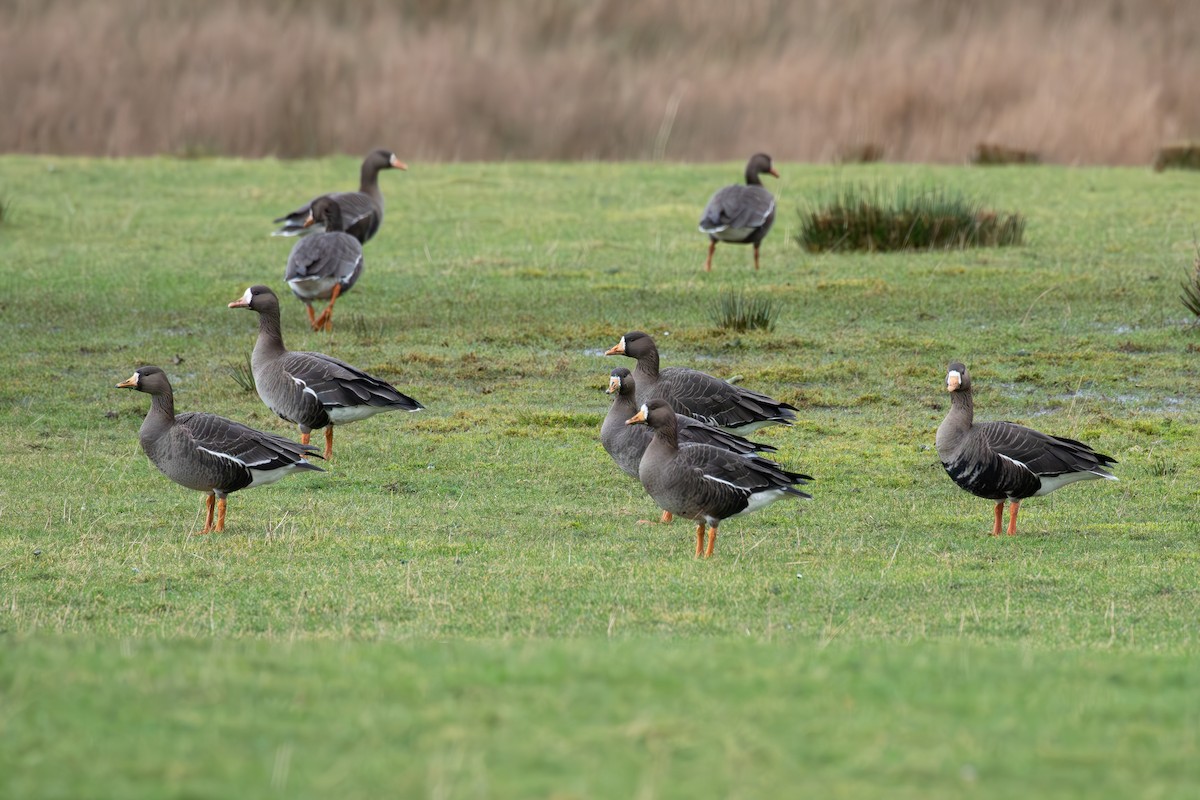 Greater White-fronted Goose (Greenland) - ML615646820
