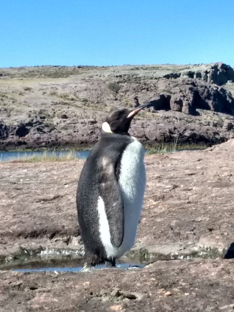 オウサマペンギン - ML615646885