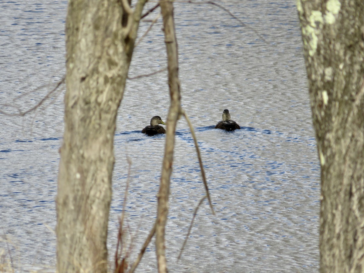 American Black Duck - ML615646943