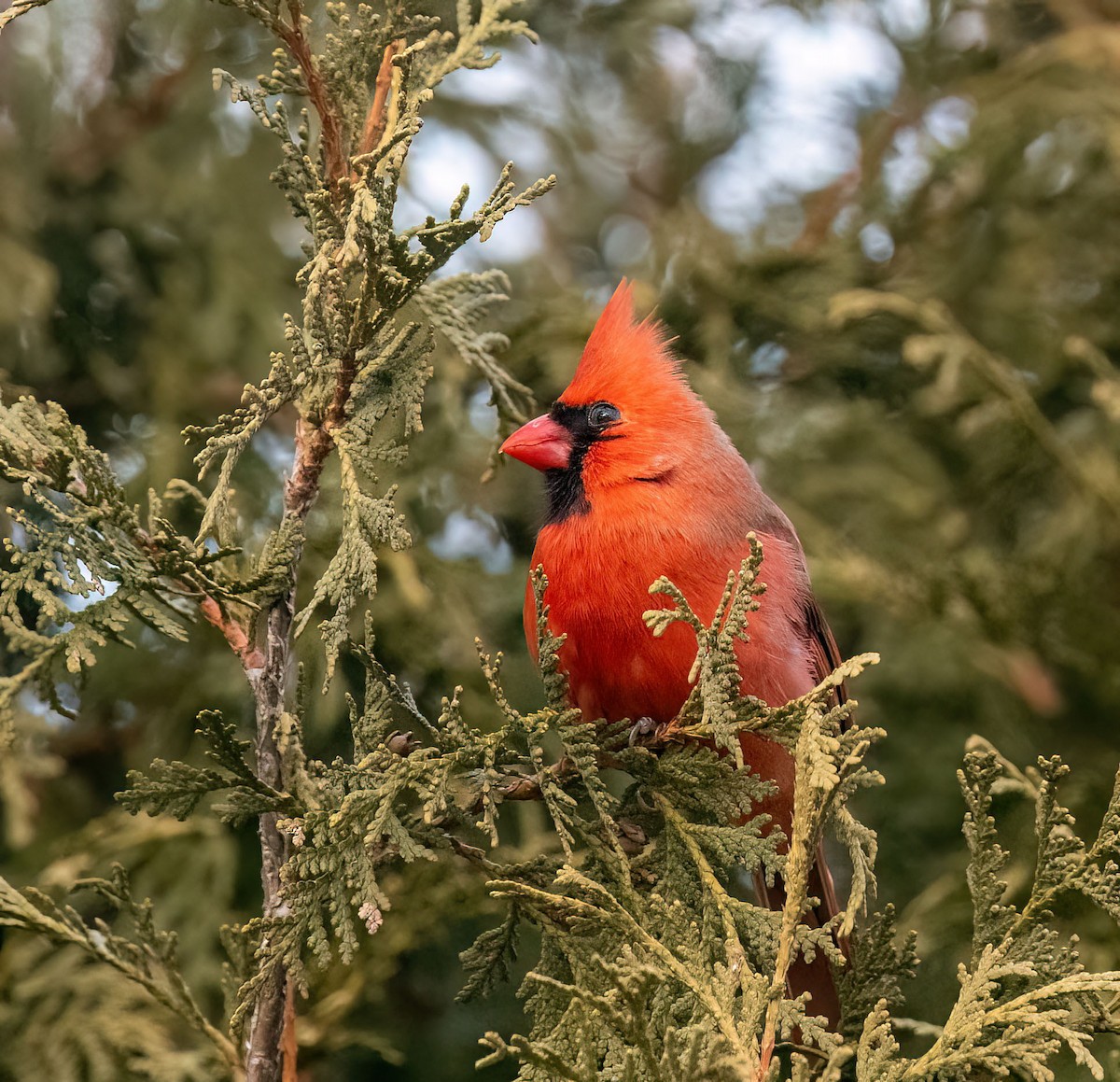 Northern Cardinal - Anne-Marie Dufour