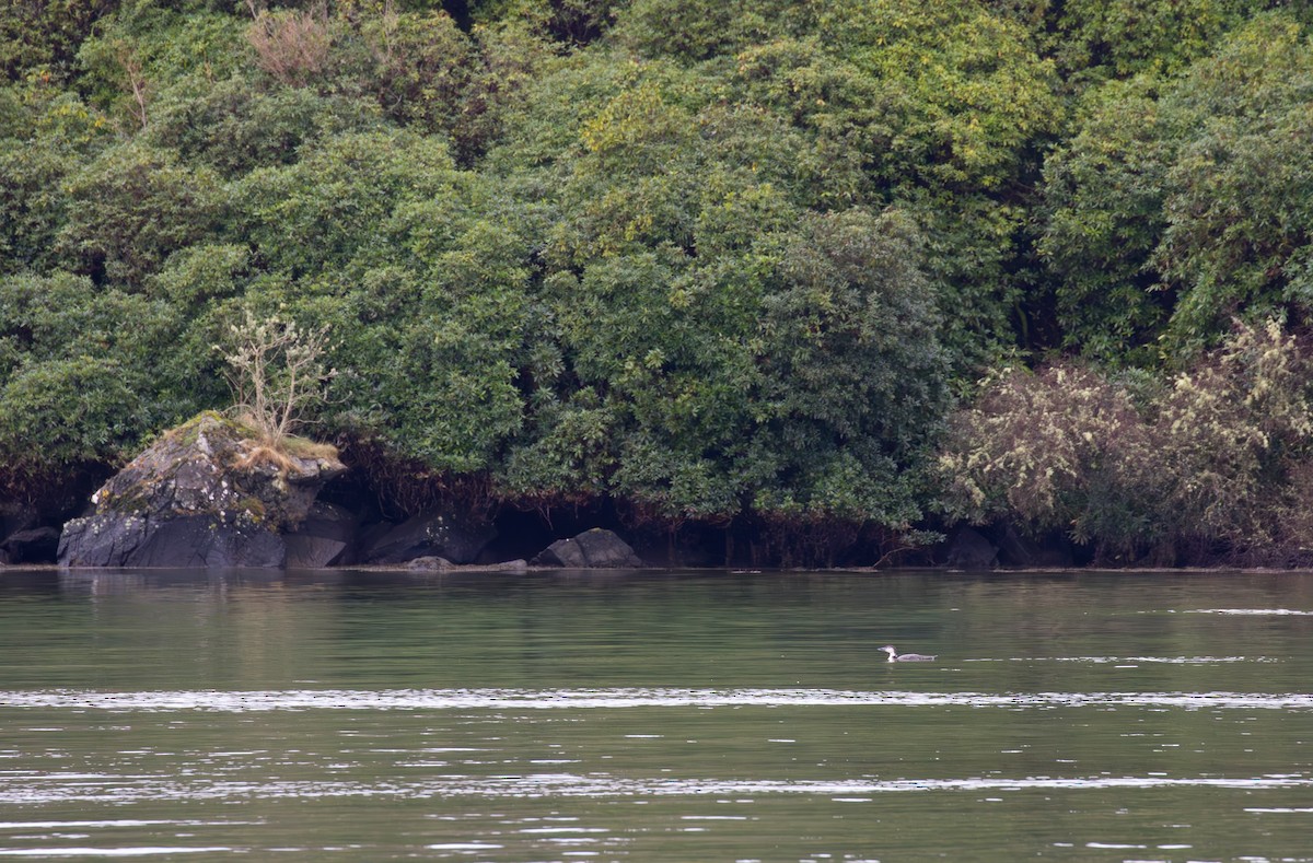 Common Loon - ML615647011