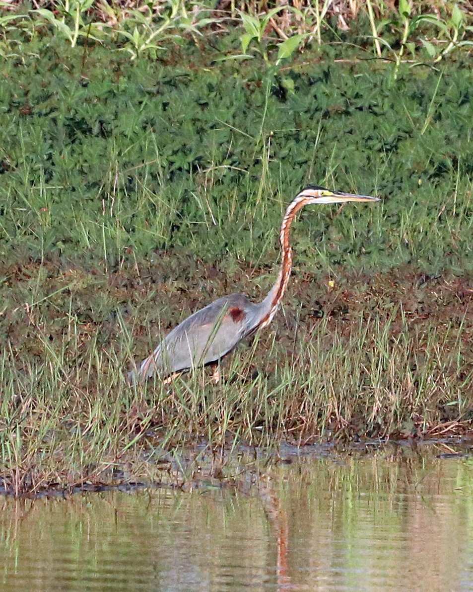 Purple Heron - ML615647018