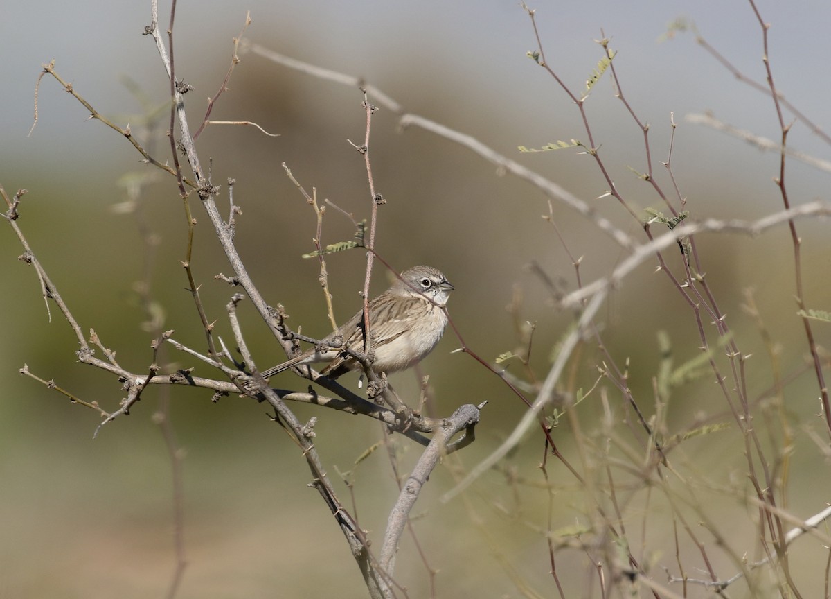 Sagebrush Sparrow - ML615647032