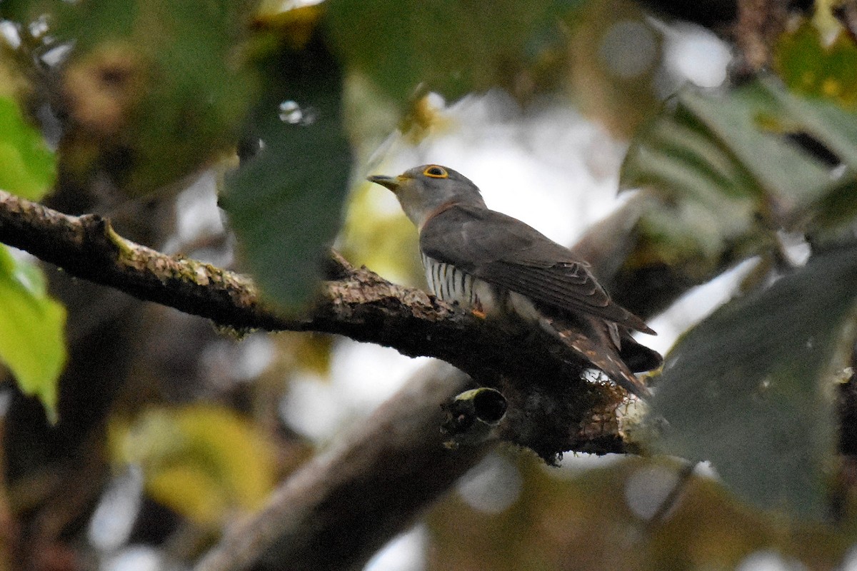Indian Cuckoo - ML615647033