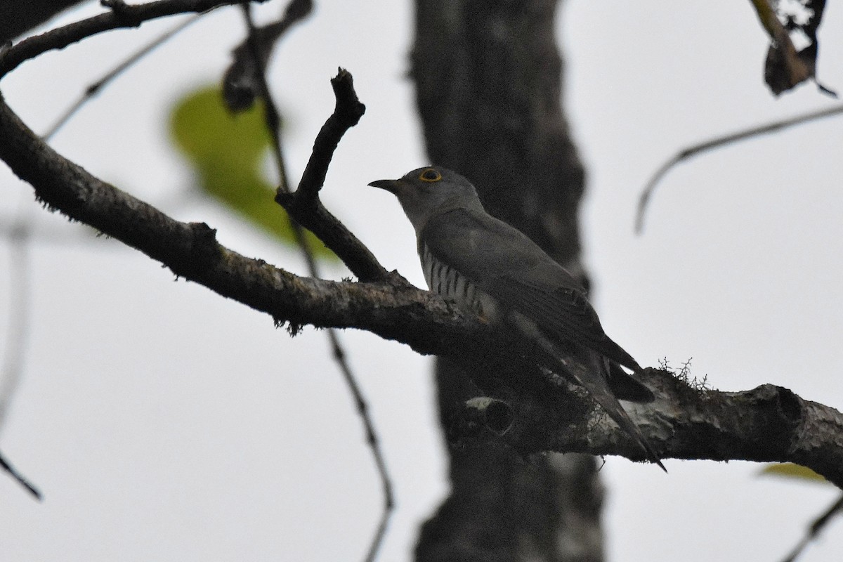 Indian Cuckoo - ML615647034