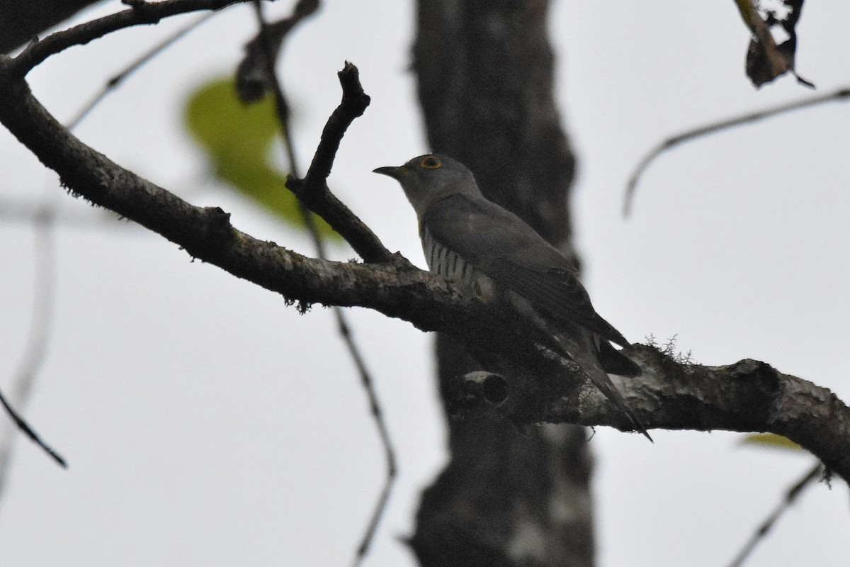 Indian Cuckoo - ML615647035