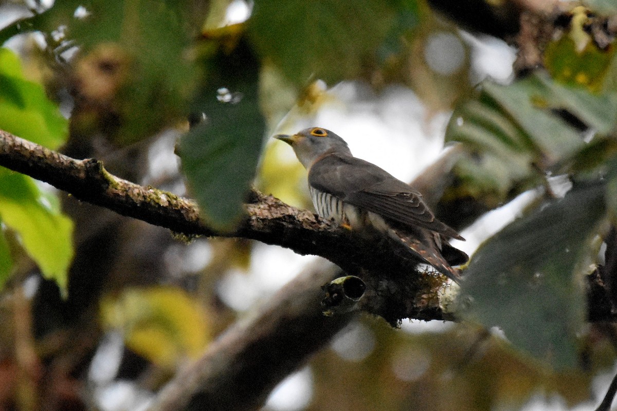 Indian Cuckoo - ML615647036