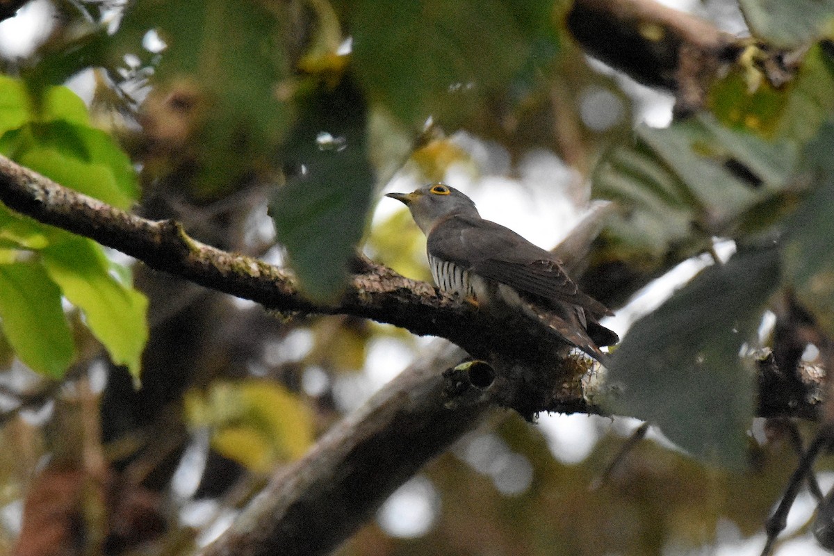 Indian Cuckoo - ML615647037