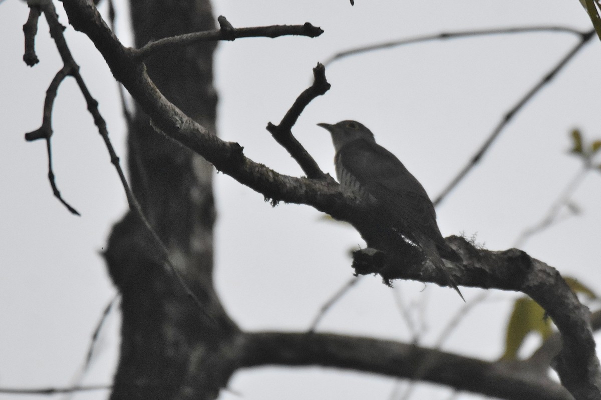 Indian Cuckoo - ML615647038