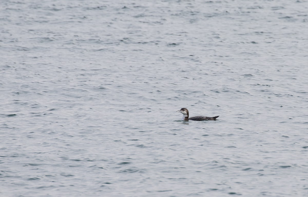 Common Loon - ML615647042